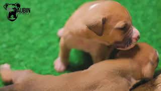 Boerboel puppies trying to take their first steps [upl. by Droc275]