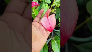 anthurium anthuriumplant an [upl. by Decker]