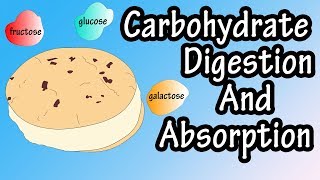 Carbohydrate Digestion And Absorption  Carbohydrate Metabolism [upl. by Neumark]