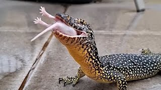 Monitor Lizard eats mice live feeding [upl. by Aubine630]