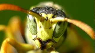 Französische Feldwespe Gallische Feldwespe Polistes dominula Macro Video Macro Movies [upl. by Doty712]