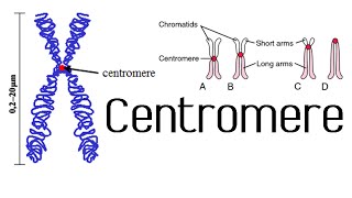 Centromere and kinetochore  chromosome structure and function [upl. by Hawken80]