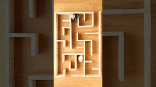 Hamster Maze Escape smart 😅 [upl. by Azirb]