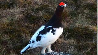 Riekko Lagopus lagopus Willow Ptarmigan [upl. by Hako732]