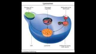 Lysosomes [upl. by Eelsew]