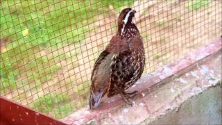 Colín de Virginia Bobwhite Quail Cantando [upl. by Ecinwahs964]