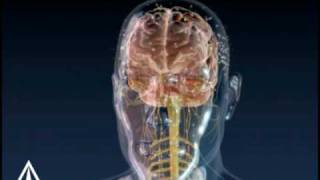 Brain Signals  3D Medical Animation [upl. by Ysnap]