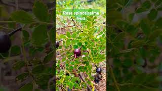 Rosa spinosissima fruit plants forest mountains [upl. by Thanos]