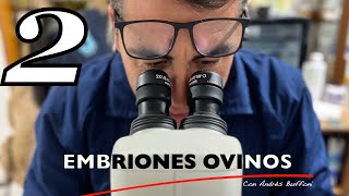 Embriones Ovinos con Andrés Buffoni  Parte 2 [upl. by Airamas978]