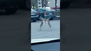 Viral Video Shows Hare Fight In The Middle Of A Road Internet Amused [upl. by Annahsar]