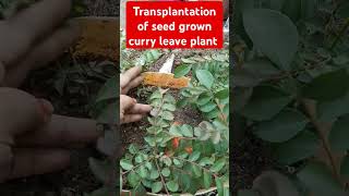 Transplantation of seed grown curry leaves seedlings [upl. by Hannibal392]