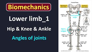 Biomechanics of lower limb LEC1 [upl. by Aidole]