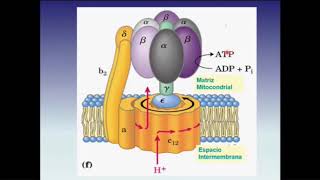 Síntesis de ATP Cadena Respiratoria  Fosforilación Oxidativa Parte 2 [upl. by Kaz599]