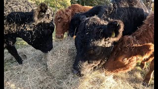 Dexter cattle and why we do it [upl. by Larual991]