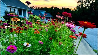 So many ZINNIAS  Hellstrip garden  Cottage garden tour [upl. by Aneeuqal]