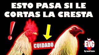 ¿Que Pasa Si le Cortas la Cresta a un Gallo IMPORTANTE [upl. by Matthaus297]