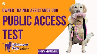 Assistance Dog Public Access Test with Adolescent Dogs [upl. by Scoter]