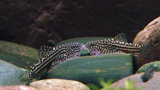 An Epic Battle Between Two Hillstream Loaches [upl. by Daveta328]