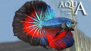 Aquascaping Lab  Betta Splendens Siamese Fighting fish description  pesce combattente descrizione [upl. by Maroney427]