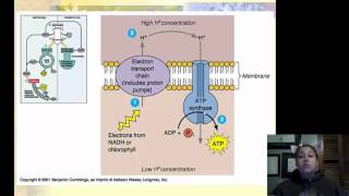 Prokaryotic Metabolism Part 2 [upl. by Alphonsa]