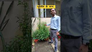 भूईलीम।quotBenefits of Andrographis Paniculata The Powerful Herbal Remedyquot plantbenifits plants [upl. by Hares]