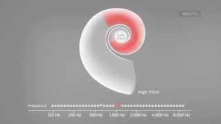 Sound Stimulates the Cochlea  MEDEL [upl. by Elraet]