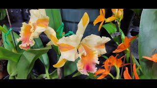 Tamiami International Orchid Festival 2023 [upl. by Weaks]