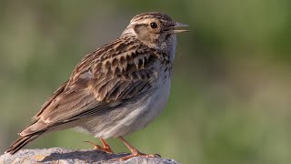 Orman Toygarının ötüşü  Woodlark singing [upl. by Haleelahk]