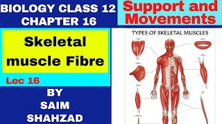 Biology Class 12 Chapter 16 Support and Movements Topic Skeletal muscle Fibre in Urdu Hindi [upl. by Brenton464]