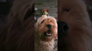 Cavapoo playing couch catch [upl. by Kauppi]