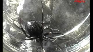 Falsa Viuda Negra ¿Steatoda Paykuliana [upl. by Asirap289]