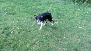 The intense focus of a border collie [upl. by Aitnohs]