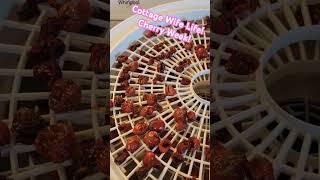 Cottage Wife Life Cherry Week Presto Dehydrator [upl. by Jemy]