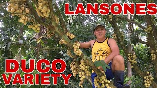 LANSONES DUCO VARIETY  Biyaherong Batangueno [upl. by Itin]