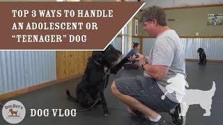 The Top 3 Ways To Handle An Adolescent Or quotTeenagerquot Dog  Dog Training  DogBoys DogVlog [upl. by Pantheas]