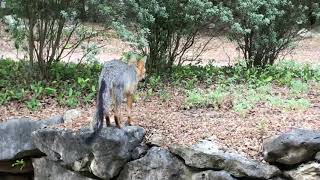 Twisted Tail Raises His Hackles At A Stray Cat [upl. by Harobed467]