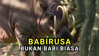 Babirusa Si Babi Bertaring Misterius Dari Sulawesi [upl. by Monagan807]