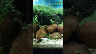 update corydoras sanctuary nothing better than seeing happy nano catfish [upl. by Kachine]