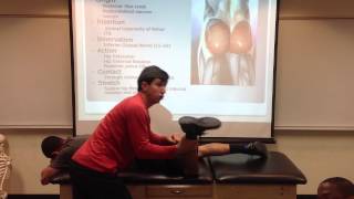 Gluteus Maximus Palpation Manual Therapy and Stretch [upl. by Iadahs52]