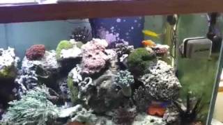 Dons Aquaripure Denitrator Video Testimonial [upl. by Ewold]