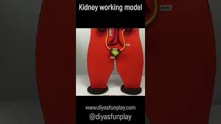 kidney working model  shorts  science project model  shorts video [upl. by Pasahow]