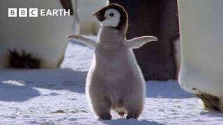 Best Penguin Moments  BBC Earth [upl. by Airotkciv]