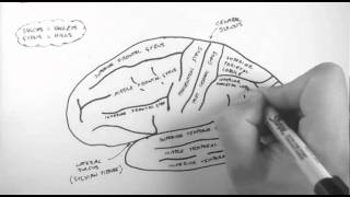 Brain Anatomy 1  Gross Cortical Anatomy Lateral Surface [upl. by Rotberg]