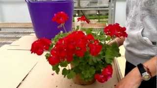 Lets PROPAGATE repot and take care of beautiful GERANIUM IVYS  Pelargonium Peltatum [upl. by Eagle176]