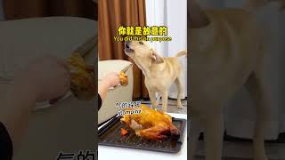 【旺仔很忙🐶Wangzai is busy】狗：不想给我就明说，何必拐弯抹角If you dont want to give it to me just say it directly [upl. by Hagood]