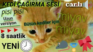 KEDİ ÇAĞIRMA SESİ yavru anne kedininyavrusunukedileriçağıransesdişimiyavlamasıçağırması [upl. by Crifasi]