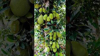 Growing Jackfruit from Cutting 🍐 New Technique of Propagation using Banana Plants farming shorts [upl. by Newell]