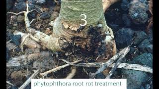 phytophthora root rot treatment [upl. by Las213]