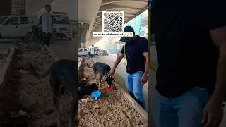 कमलेश जी सेवा 🙏🙏❤️🇮🇳🐕🐶streetdog animls dogslover help🙏🙏 shots viral youtubeshorts dogs [upl. by Arturo196]