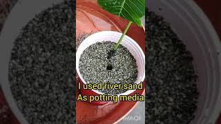 How to propagate poinsettia [upl. by Bobinette394]